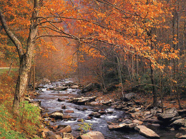 Autumn stream forest bench rocks free wallpaper - medium preview image