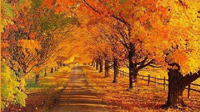 Fall road trees leaves fence #2 free wallpaper - medium preview image