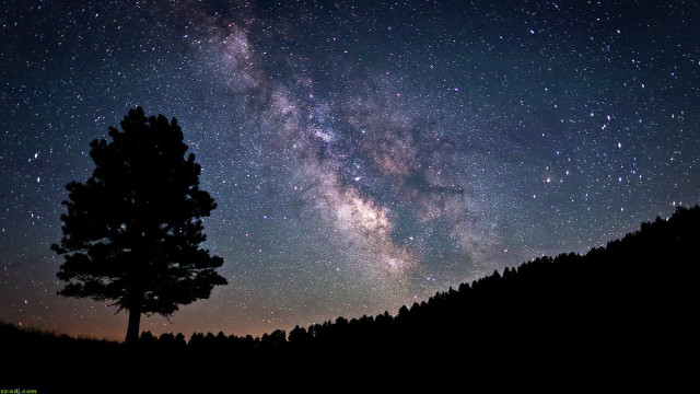 Tree night sky stars milky #2 free wallpaper - medium preview image