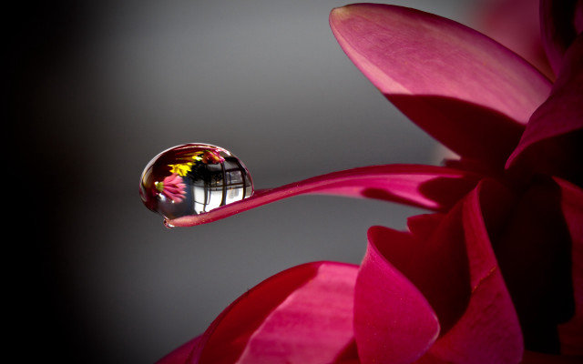 Flower reflection building drop water free wallpaper - medium preview image