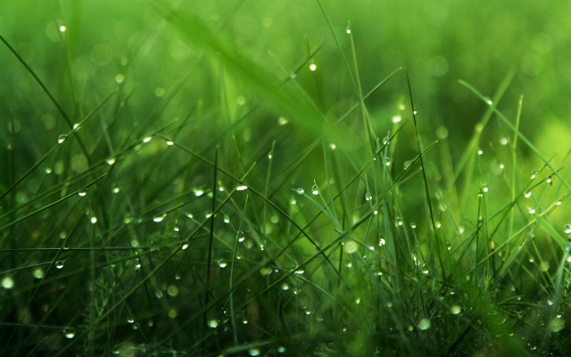 Grass water droplets macro nature #3 free wallpaper - medium preview image
