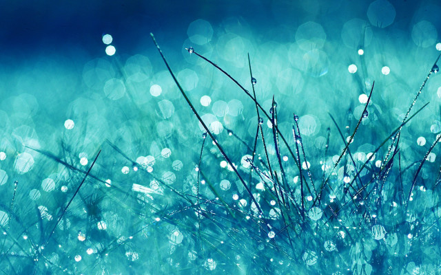 Grass waterdrops blue background blurry free wallpaper - medium preview image