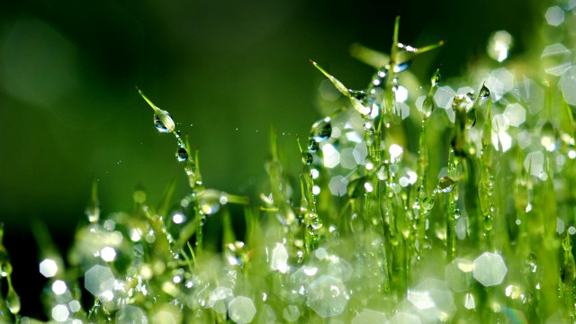 Grass water drops closeup bokeh free wallpaper - medium preview image
