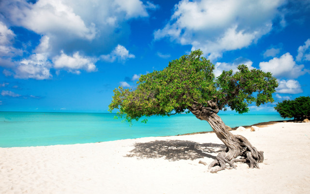 Tree beach blue sky water free wallpaper - medium preview image