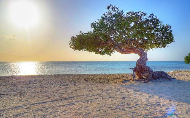 Tree beach sun water background free wallpaper - medium preview image