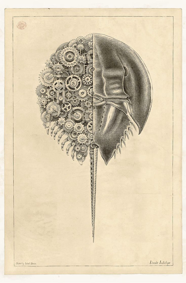 Squid engraving biopunk haeckel monochrome free wallpaper - medium preview image