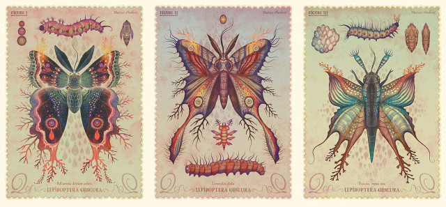 Moths insects drawings lace border free wallpaper - medium preview image