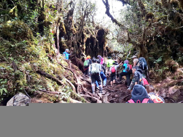 Hikers steep hill woods backpacks free wallpaper - medium preview image