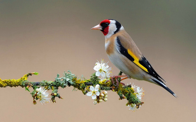 Bird perched branch white flowers #2 free wallpaper - medium preview image