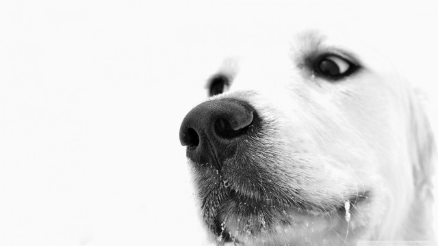 Dog closeup white background black free wallpaper - medium preview image