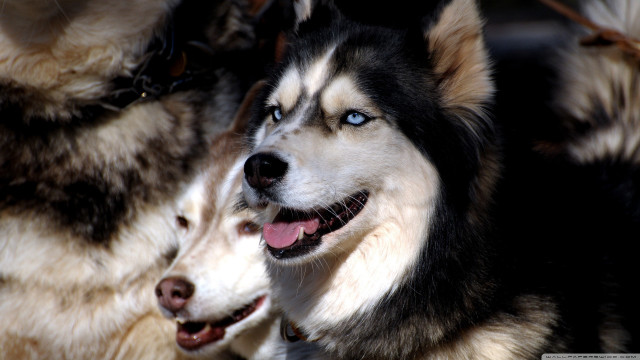 Two dogs blue eyes black free wallpaper - medium preview image