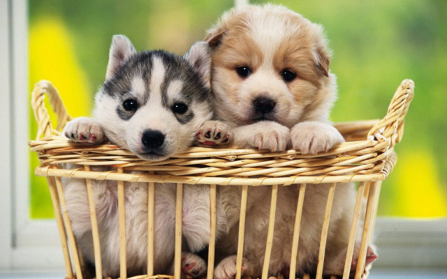 Puppies basket table window green free wallpaper - medium preview image