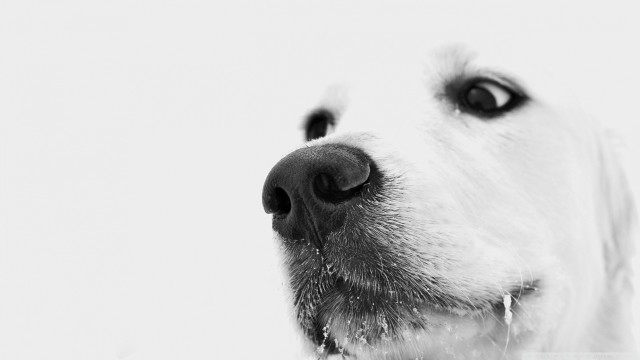 Dog closeup white background black #2 free wallpaper - medium preview image