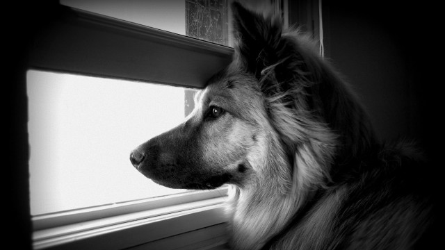 Dog looking out window house free wallpaper - medium preview image