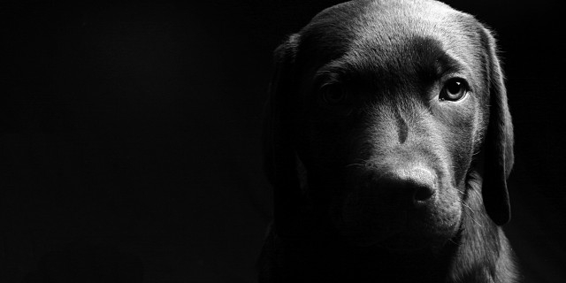 Black dog sad looking camera free wallpaper - medium preview image