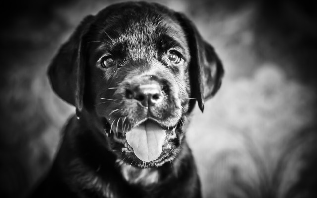 Black dog tongue out happy free wallpaper - medium preview image