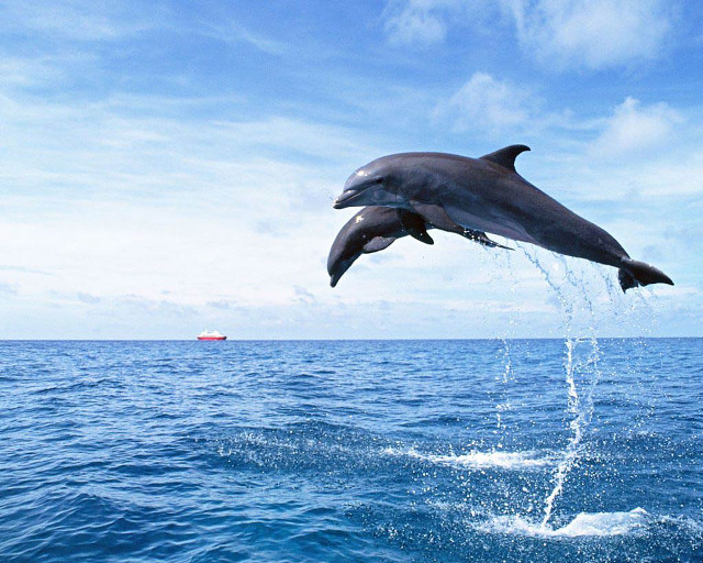 Dolphin jumping boat ocean blue free wallpaper - medium preview image