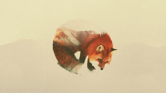 Red fox walking snow mountains free wallpaper - medium preview image