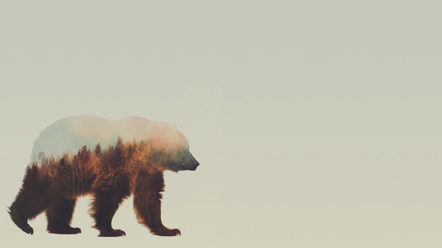 Bear trees back field grass free wallpaper - medium preview image