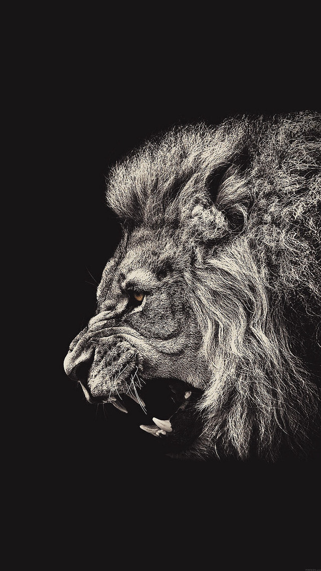 Lion mouth open teeth wide free wallpaper - medium preview image
