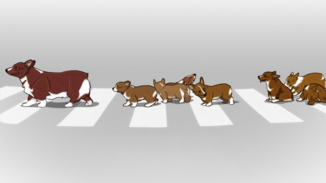 Dogs crosswalk line same side free wallpaper - medium preview image