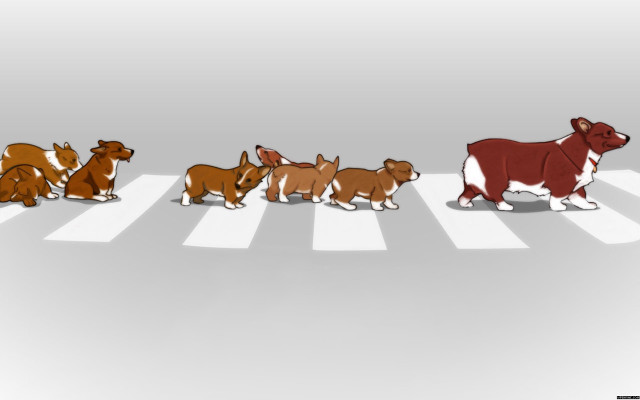 Dogs crosswalk group standing middle free wallpaper - medium preview image