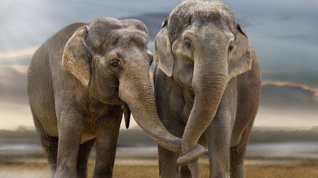 Elephants touching trunks field cloudy free wallpaper - medium preview image