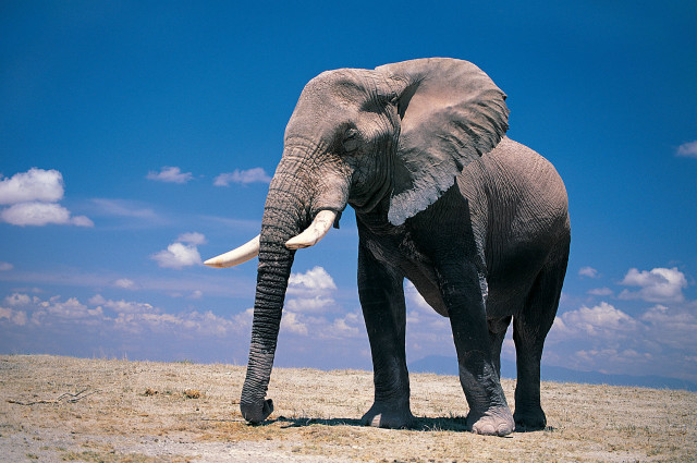 Elephant dry grass field sky free wallpaper - medium preview image