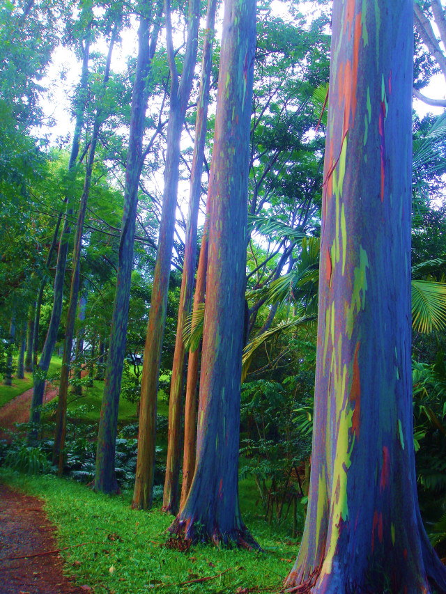 Colorful forest trail dirt path free wallpaper - medium preview image