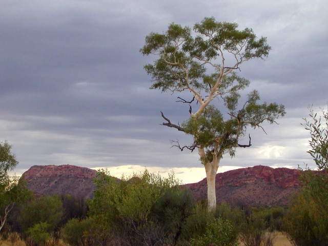 Lone tree field mountains cloudy free wallpaper - medium preview image