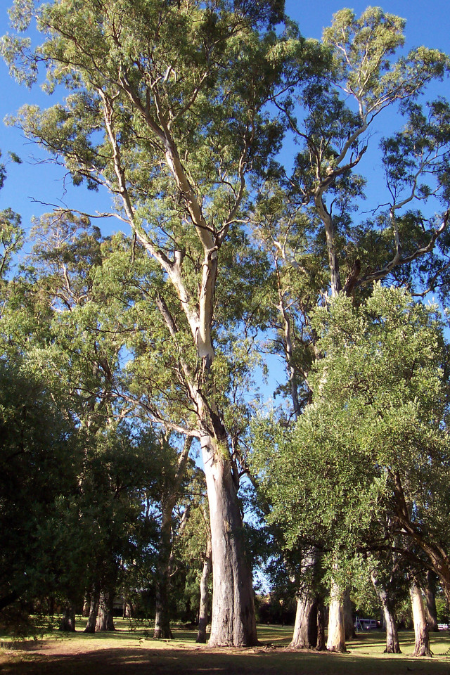 Large tree park surrounded blue free wallpaper - medium preview image