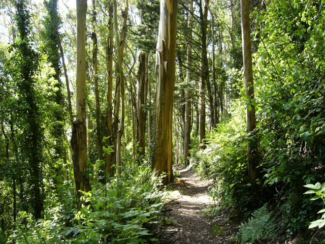 Wooded path nature trail trees free wallpaper - medium preview image