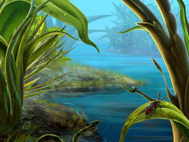 Swampy pond plants foreground background free wallpaper - medium preview image