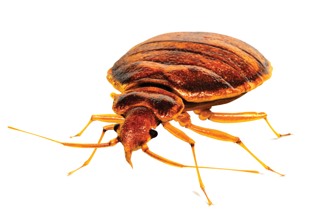 Bed bug white background white free wallpaper - medium preview image