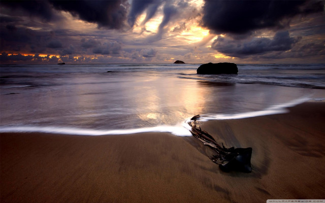 Beach tree branch sand sunset free wallpaper - medium preview image