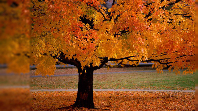 Tree yellow leaves park bench #2 free wallpaper - medium preview image