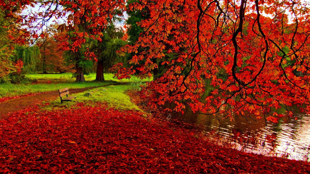 Bench tree red leaves river #2 free wallpaper - medium preview image