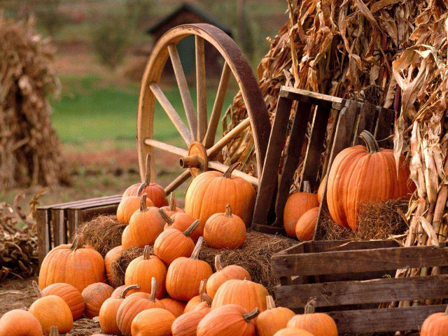 Pumpkins hay bale wooden wheel free wallpaper - medium preview image