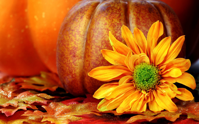Yellow flower table pumpkin leaf free wallpaper - medium preview image