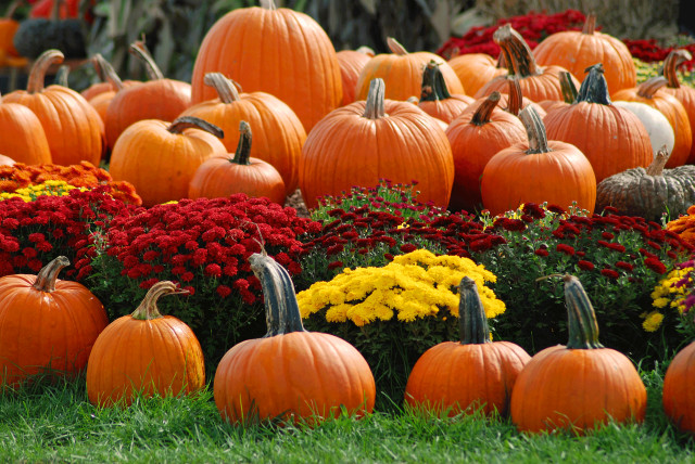 Pumpkin field mums flowers foreground free wallpaper - medium preview image