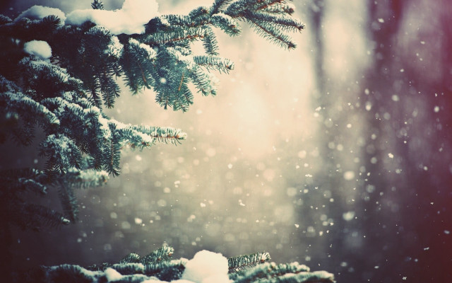 Pine tree snow forest red free wallpaper - medium preview image