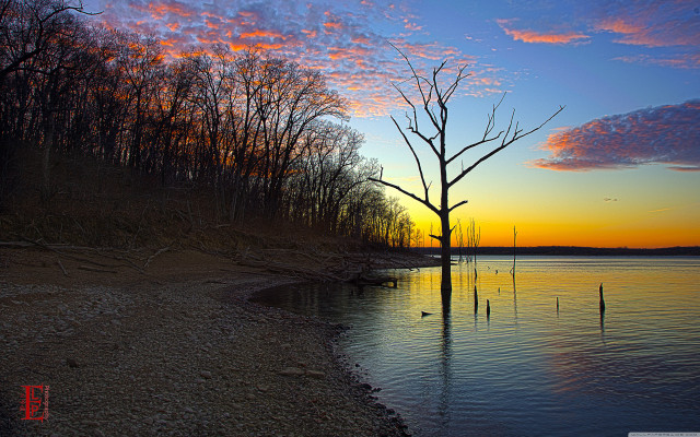 Tree water sunset lake shore free wallpaper - medium preview image