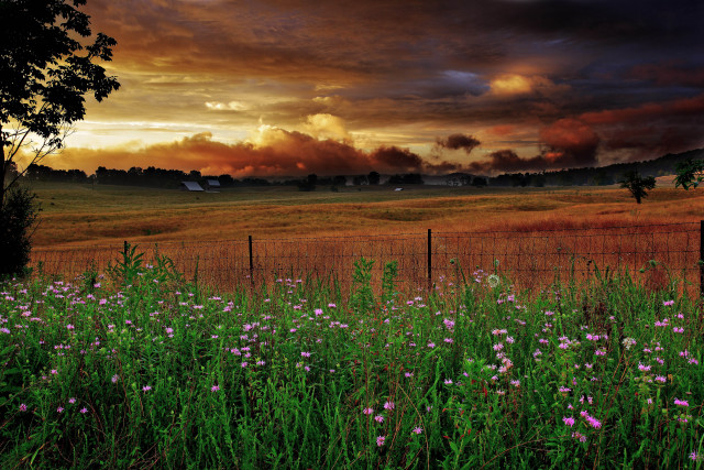 Field fence flowers foreground cloudy free wallpaper - medium preview image