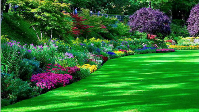 Lush green lawn flower garden free wallpaper - medium preview image