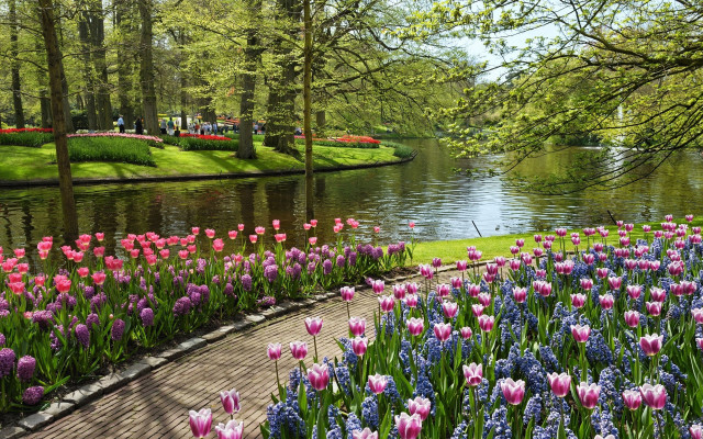 Park pond flowers people walking free wallpaper - medium preview image