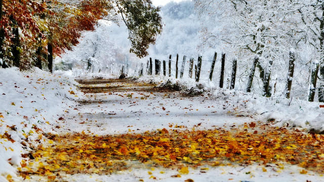 Snowy path fence trees leaves free wallpaper - medium preview image