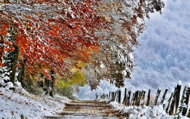 Snowy path fence trees orange free wallpaper - medium preview image