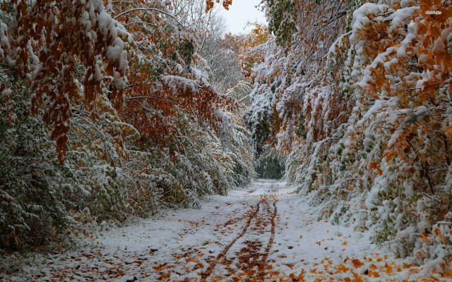 Snowy path trees leaves stop free wallpaper - medium preview image