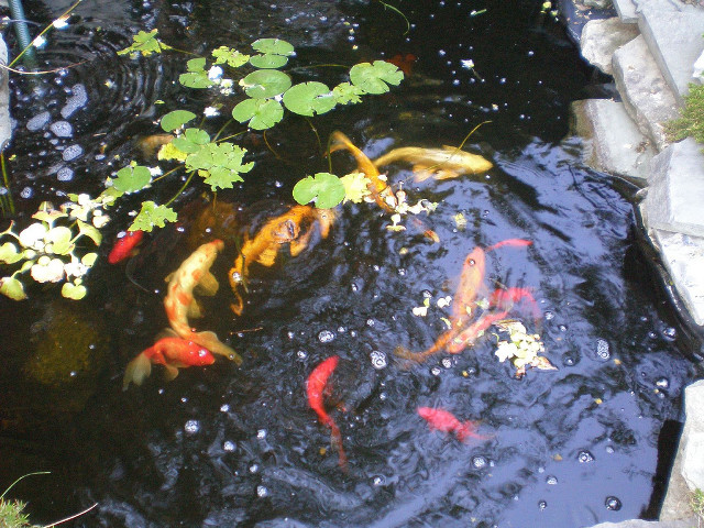 Pond fish lily pads green free wallpaper - medium preview image