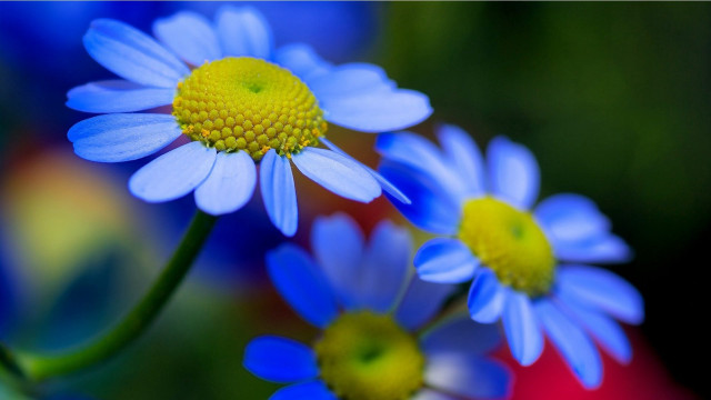Blue flower yellow center macro #2 free wallpaper - medium preview image